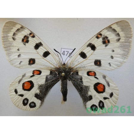 Parnassius széchenyii subsp. evacaki Schulte, 1992 female China47g
